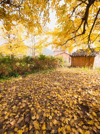 beautiful golden ginkgo trees in autumnの写真素材