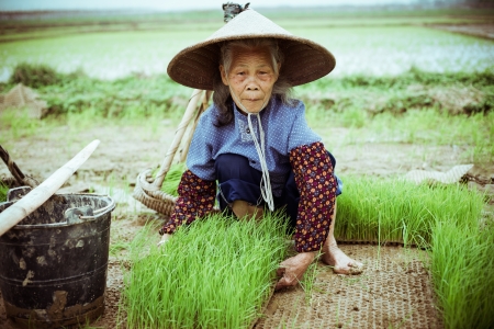 Chinese peasant working on the rice fieldの写真素材