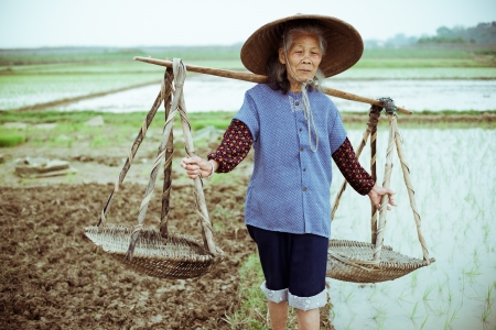 Chinese peasant working on the rice fieldの写真素材