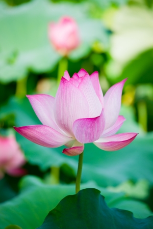 beautiful lotus blooming in the pond in summerの写真素材