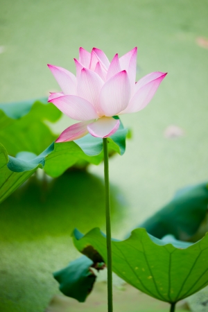 beautiful lotus blooming in the pond in summerの写真素材