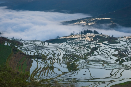 beautiful terraced rice field in the morning in Yunnan,Chinaの写真素材