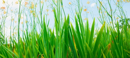 beautiful flowerの写真素材