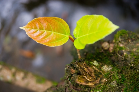 young leaves from treeの写真素材