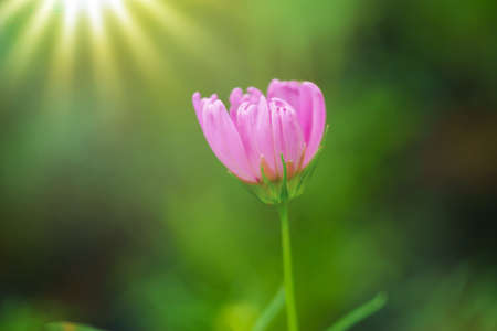closeup a beautiful flower under sunlight