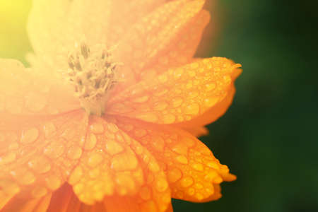 closeup the flowers under the sunlightの写真素材