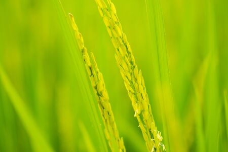 closeup ripening grain in rice fieldの写真素材