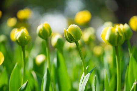 closeup of tulipsの写真素材