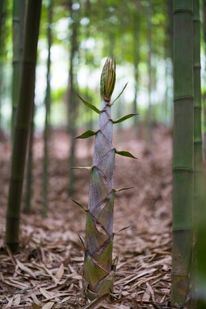 bamboo shoots in a forest in springの写真素材