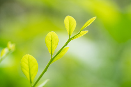 close up green leaves in spring