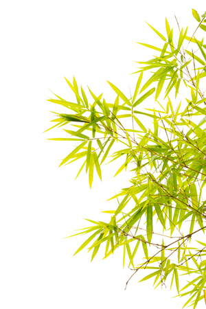 bamboo leaves isolated on whiteの写真素材