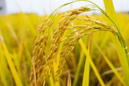 Close up view of a rice paddy in the fieldの写真素材