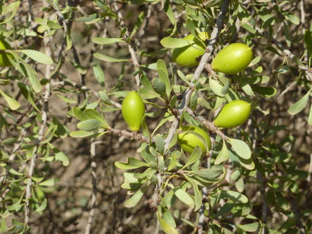 Arganの写真素材