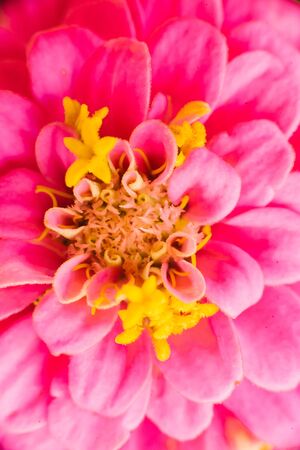 Pistil and stamen of pink Zinni flower, close-up macro, floral bright backgroundの写真素材