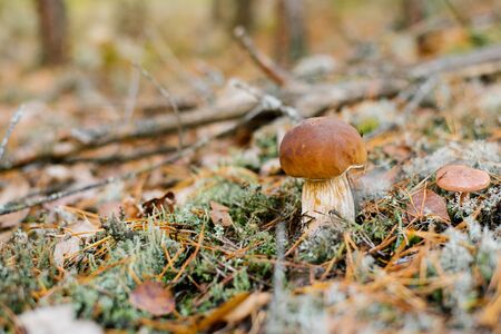 beautiful white boletus mushroom growing in autumn forest under the moss and fallen leaves. copy spaceの写真素材