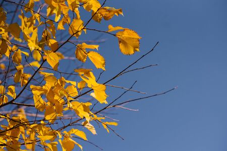 Autumn leaves with the blue sky background, Yellow bright colorful leaves and branches, fall themes, copy spaceの写真素材