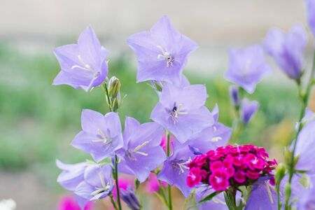 Lilac bell flowers bloom in the summer in the gardenの写真素材
