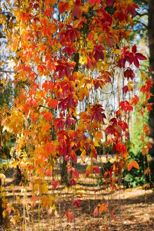 Orange red autumn leaves of wild grapes hang down the wallの写真素材