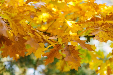 Orange yellow oak leaves in autumn on the treeの写真素材