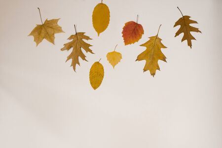 Fallen yellow and orange autumn leaves are located on top of the border on a beige background. The concept of autumn sales, discounts and price drops. Copying spaceの写真素材