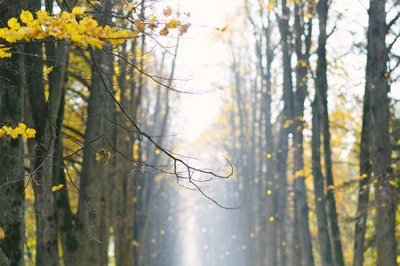 A bare tree branch in the autumn forestの写真素材