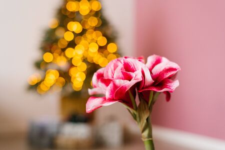 Beautiful pink flower on Christmas lights background. Copy spaceの写真素材