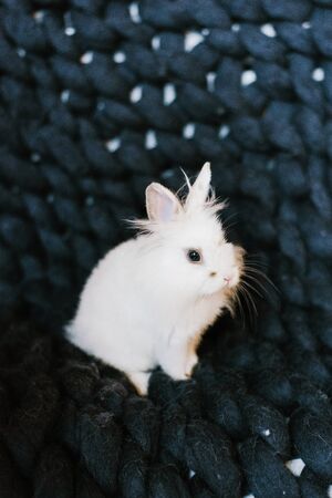 White fluffy rabbit on a knitted dark blue plaidの写真素材