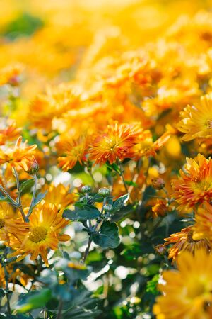 orange autumn chrysanthemums in the garden bloomの写真素材