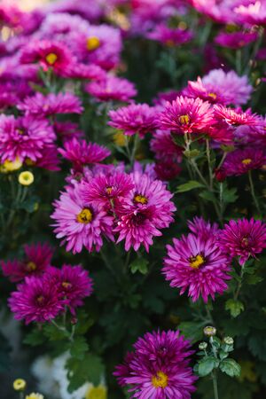 purple autumn chrysanthemums in the garden bloom, top viewの写真素材