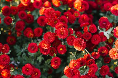 red autumn chrysanthemums in the garden bloom, top viewの写真素材