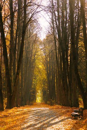 Autumn yellow alley in the city Parkの写真素材