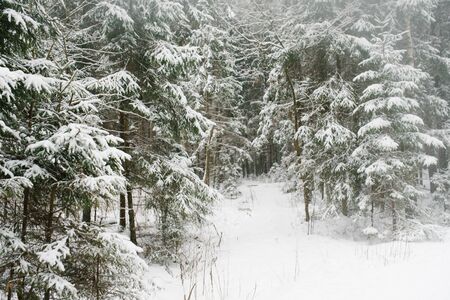 Snow-covered winter forest in December, January or Februaryの写真素材