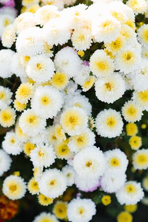 White autumn chrysanthemums bloom in the gardenの写真素材