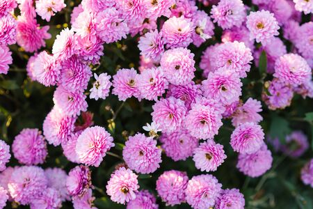 Pink and purple autumn chrysanthemums bloom in the gardenの写真素材