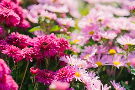 Pink and purple autumn chrysanthemums bloom in the gardenの写真素材