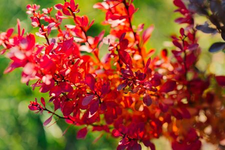 Bright red barberry leaves in autumnの写真素材
