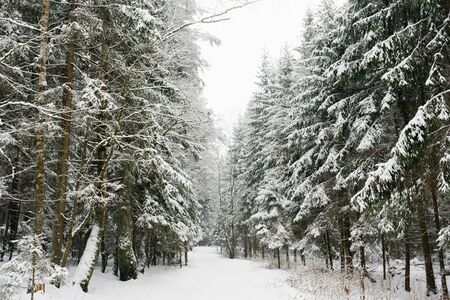Alley winter Park. Spruce covered with snowの写真素材