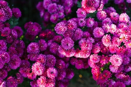 Bright beautiful flowers of pink chrysanthemum that grows in the garden on a Sunny dayの写真素材
