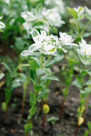 Euphorbia flowers grow in a greenhouse or in a bedの写真素材