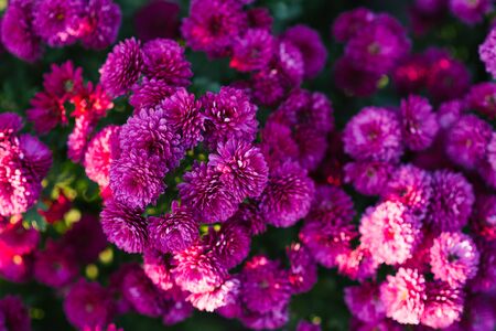 Bright purple beautiful chrysanthemum flowers in the gardenの写真素材