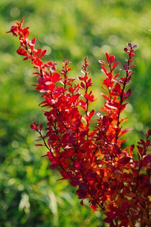 Bright red leaves on the branches of the barberry Bushの写真素材