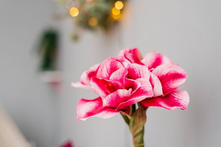 Bright pink decorative flower close-up. Copy spaceの写真素材