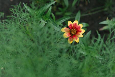 Beautiful zinnia flower in the garden. Copy spaceの写真素材