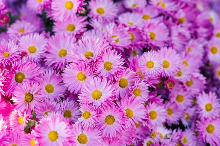 Bouquet of pink chrysanthemums. Annual chrysanthemum background, autumn postcardの写真素材