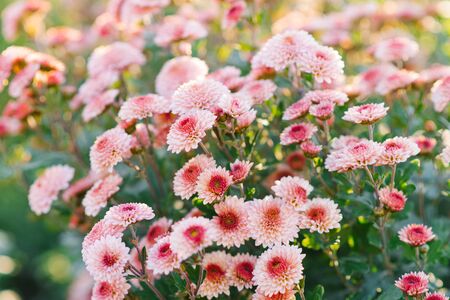 Bouquet of pink chrysanthemums. Annual chrysanthemum background, autumn postcardの写真素材