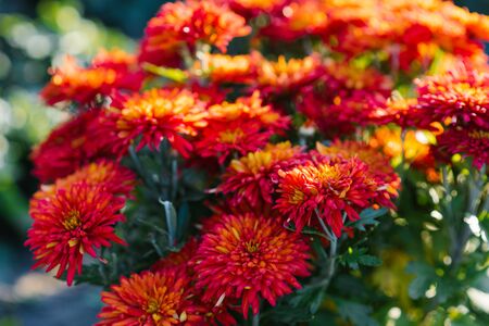 Beautiful bright red chrysanthemum flowers on farmの写真素材