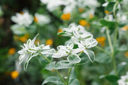The plant blooms in the garden and-malochai and its flowersの写真素材