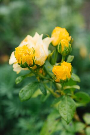 Yellow roses bloom in the gardenの写真素材