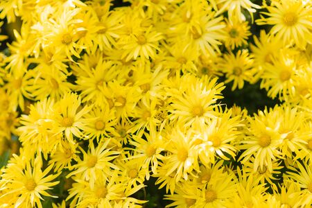 bright beautiful yellow chrysanthemum flowers bloom on a Sunny day in the garden. flower backgroundの写真素材