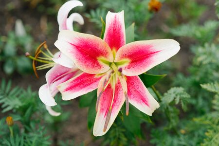 Bright pink beautiful line flower blooms in the gardenの写真素材